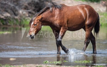 Bild på Wild Horses in River
